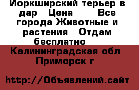 Йоркширский терьер в дар › Цена ­ 1 - Все города Животные и растения » Отдам бесплатно   . Калининградская обл.,Приморск г.